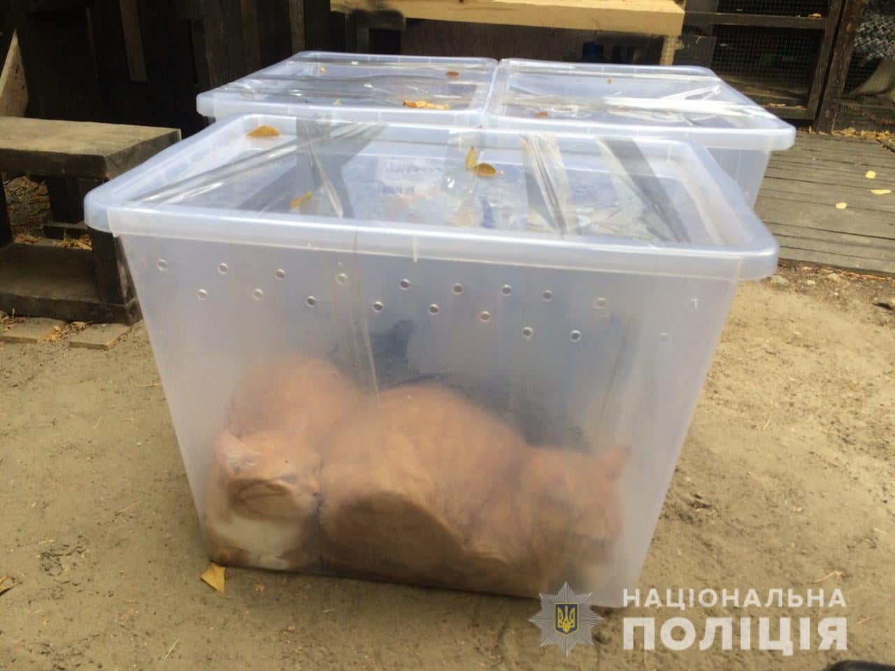 Фото котов, которые нашли в контейнере в Харькове. Нацполиция