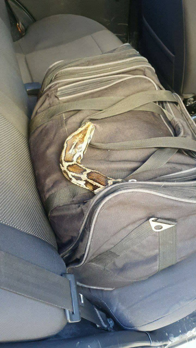 Фото змеи в сумке